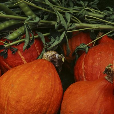 POTIMARONS-1-INRA-cliche_Jean_Weber_(23677260475)