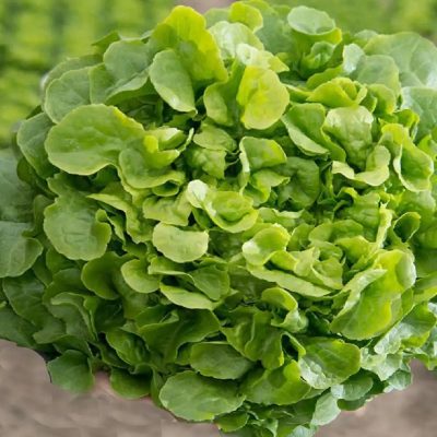 SALADECHENE