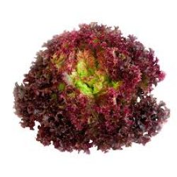 lollo rouge