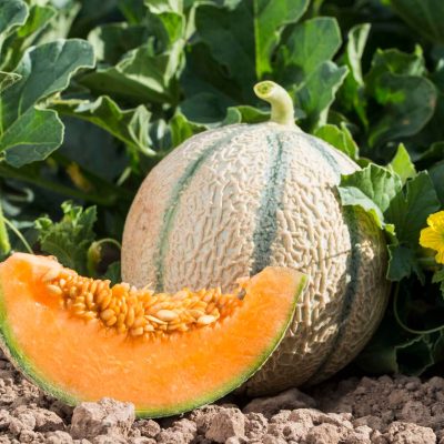 meloncavaillon