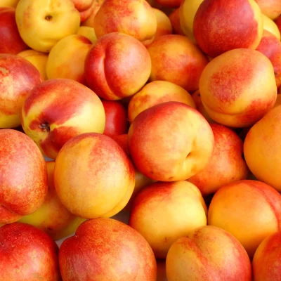 nectarine